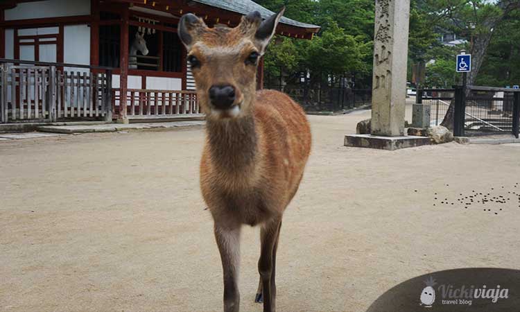 deer, Hiroshima, Miyajima island, Japan