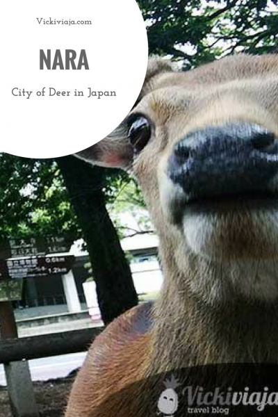 Nara city of deer Japan