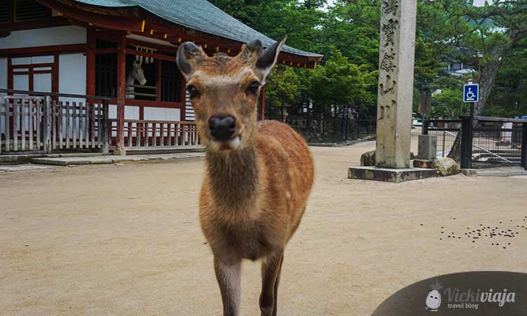 deer in Miyajima