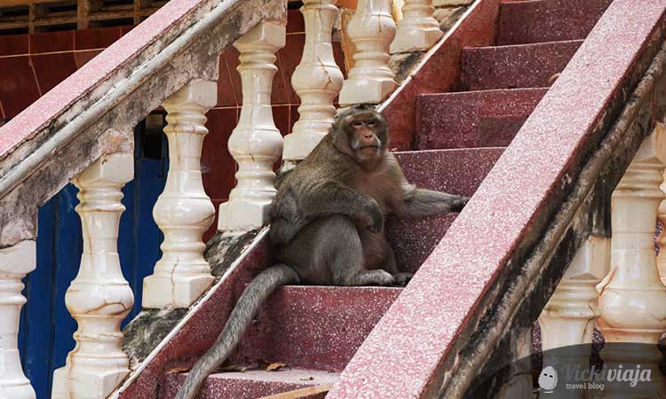 monkey temple monkey phnom penh vicki viaja