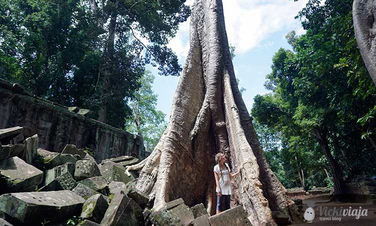 Ta Prohm temple I Thomb Raider I Angkor I Siem Reap I Cambodia