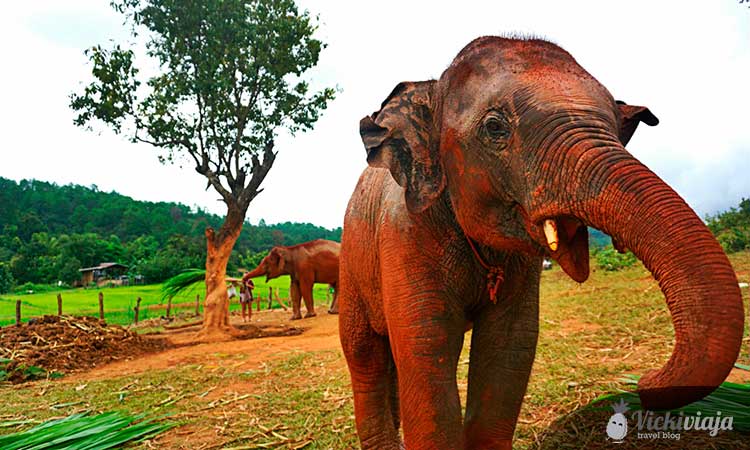 Chiang Mai Elephant Camp I Elephant Sanctuary I Dumbo Elephant Spa I Chiang Mai I Thailand I NO RIDING I @vickiviaja