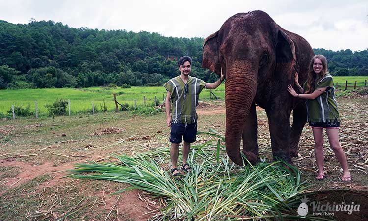 Feeding I Chiang Mai Elephant Camp I Elephant Sanctuary I Dumbo Elephant Spa I Chiang Mai I Thailand I NO RIDING I @vickiviaja