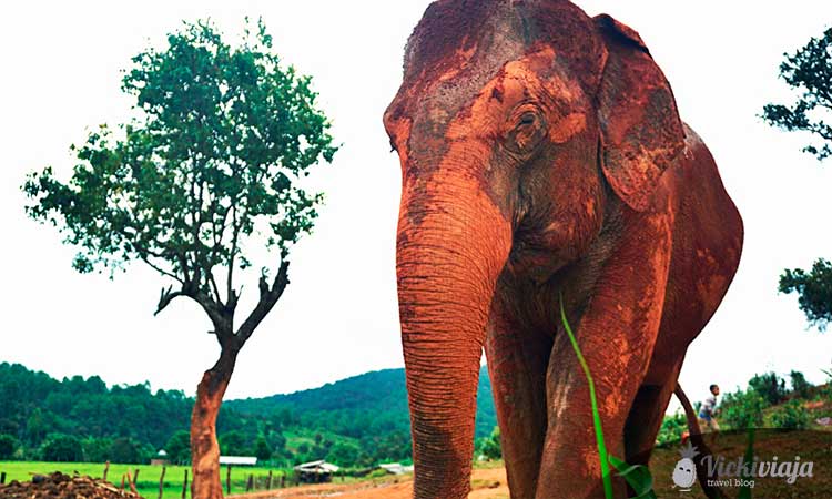 Chiang Mai Elephant Camp I Elephant Sanctuary I Dumbo Elephant Spa I Chiang Mai I Thailand I NO RIDING I @vickiviaja