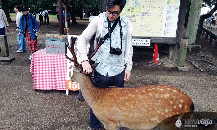 deer nara I Japan I animal I cute