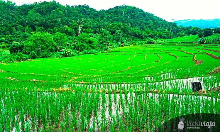 Accommodation in Pai I Ricefields I Thailand