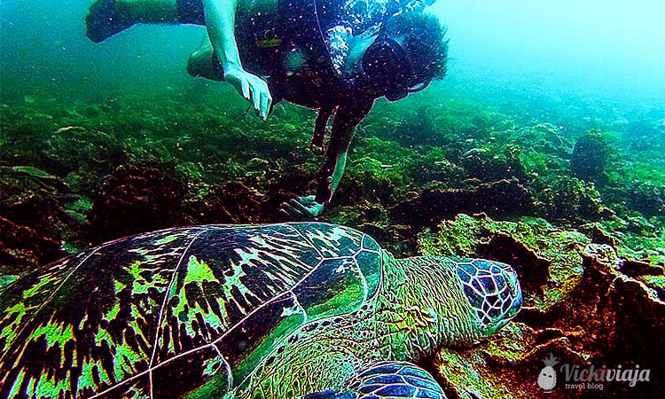 Turtle I Diving with turtles I Snorkeling I Gili Air I Animal I 