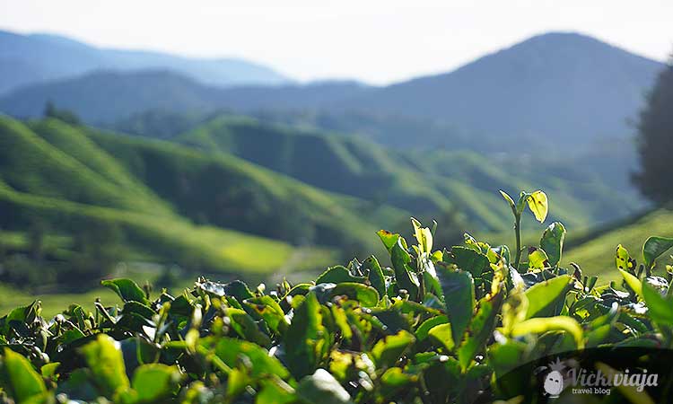 Cameron Highlands Tea Plantation, green, mountains, out of focus, Malaysia 2 week itinerary