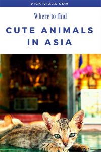 Cute animals in Asia and where to find them I cutenessoverload I become friends with cute animals in Asia I Japan I Southeast Asia
