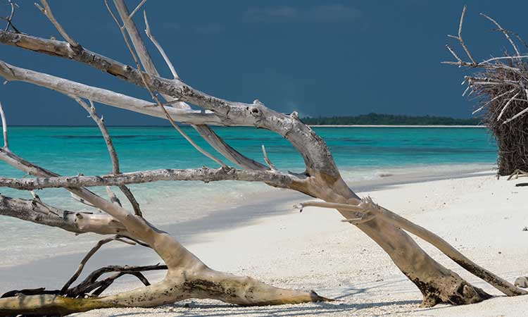Meedho-beach-tree-maldives