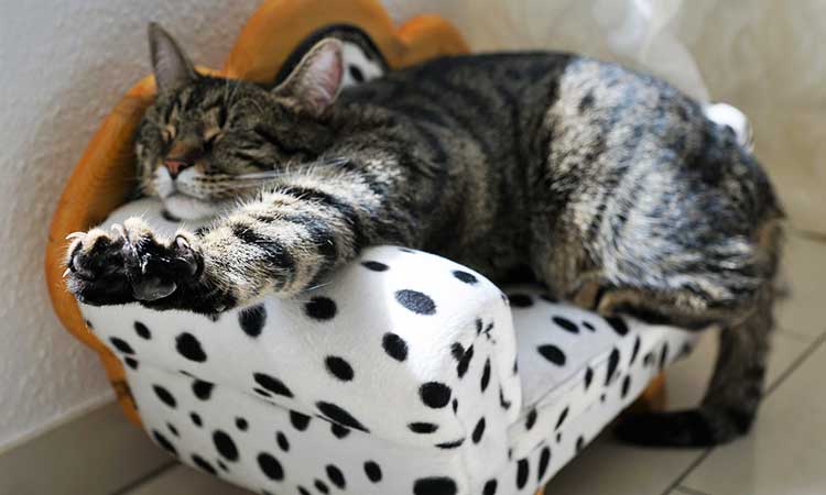Comfortable Couch, cat, polka dots