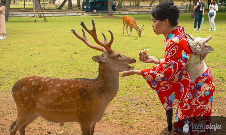 Deer with Girl wearing traditional Japanese dress, Nara, Japan