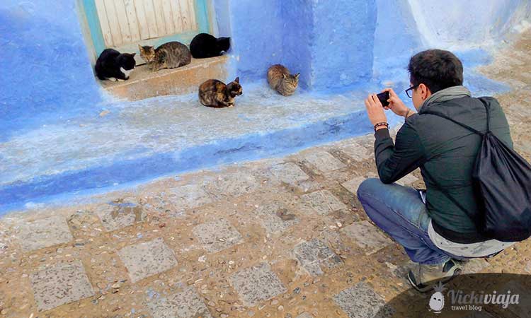 cats, taking pictures, in Chefchaouen Morocco