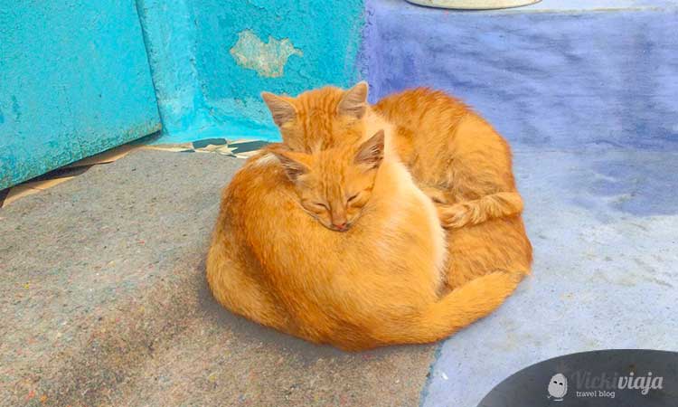 cats in Chefchaouen, morocco, cuddling