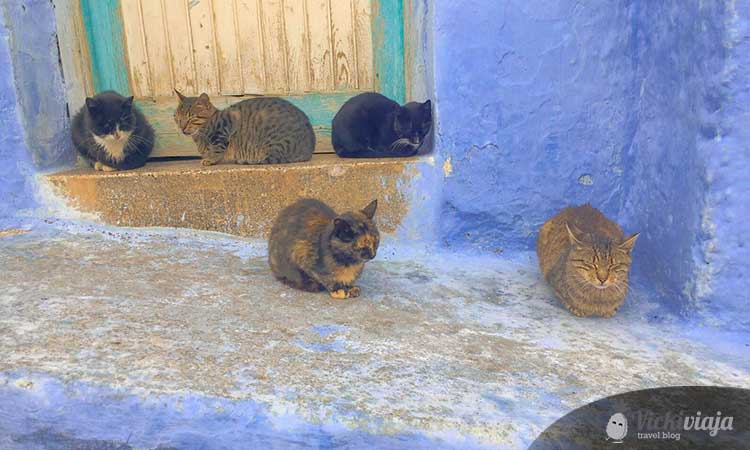 Cats in Morocco, Chefchaouen, blue city