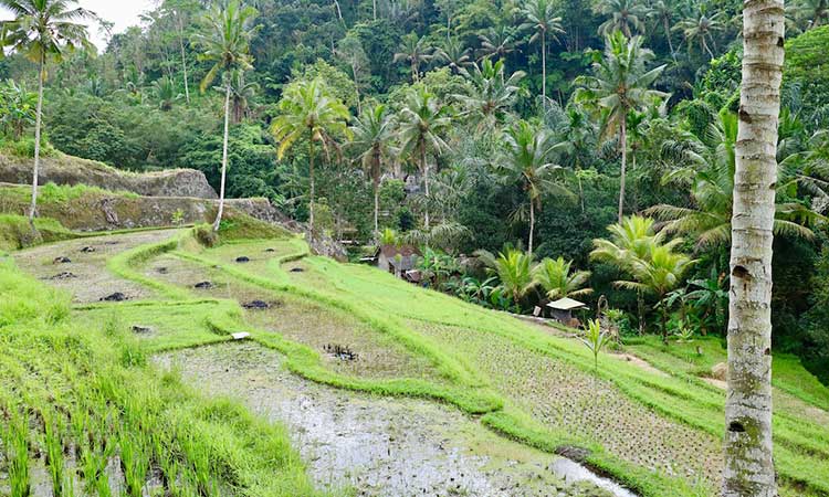 Teggalang Reisterrassen, Reisfelder, Bali Attraktionen