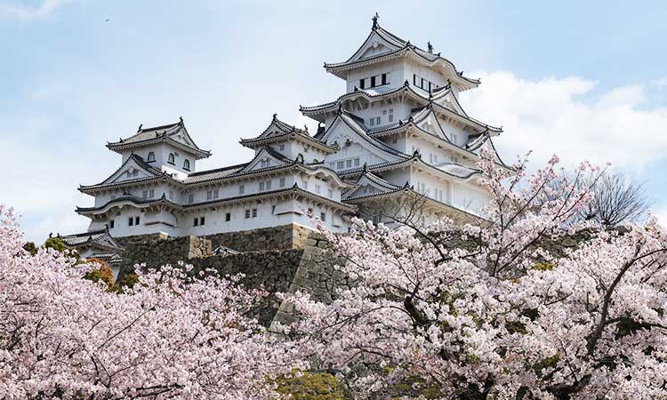 Himeji castle, Cherry Blossoms, Japan Travel