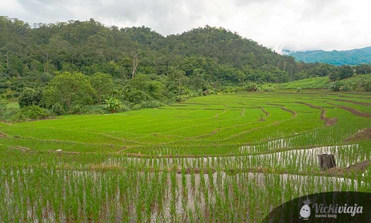 rice fields in Pai, Northern Thailand, nature