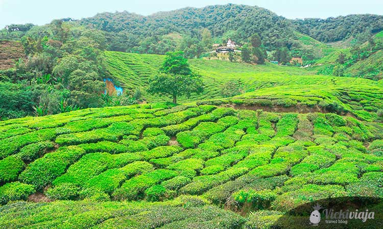 Cameron Highlands, Tea plantations, Malaysia, green, nature