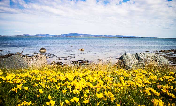 Argyll, Schottland, gelbe Blumen vor Küste