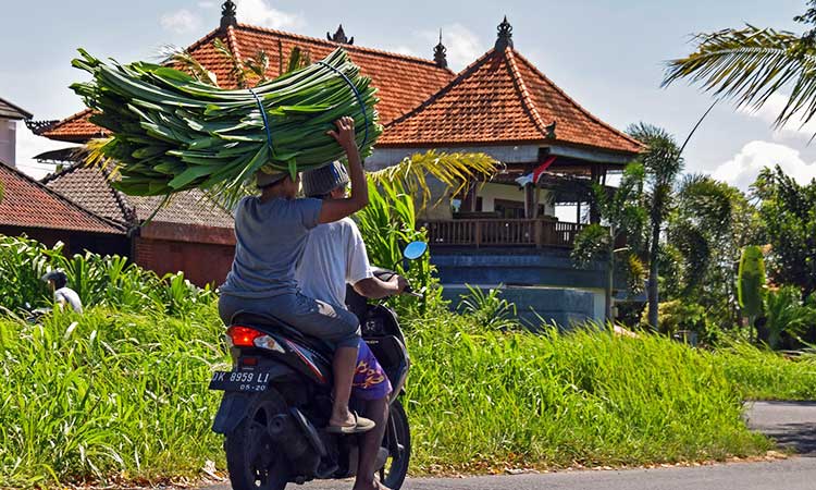 driving a scooter in Bali, locals transport plants on motorcycle