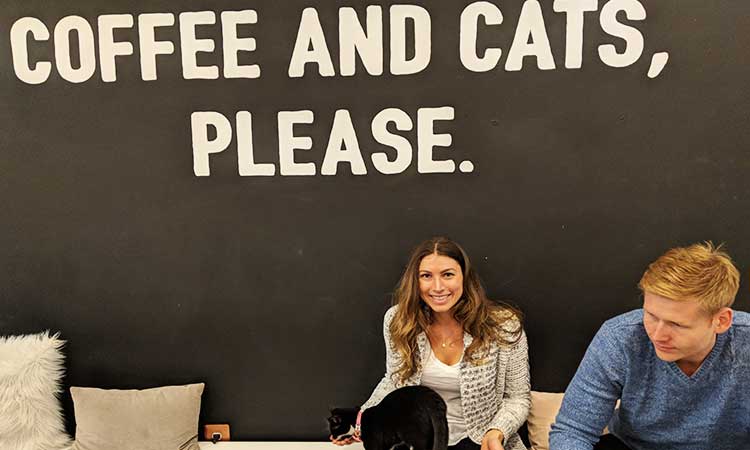 Visit a cat cafe in Washington DC