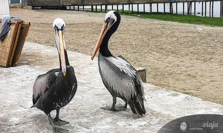 Pelicans in Paracas, Peru