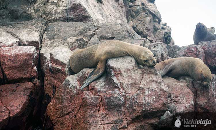 Sleeping Sealion in Peru
