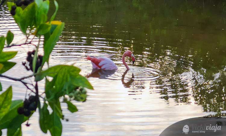 Flamingo in the water, Galapagosinseln