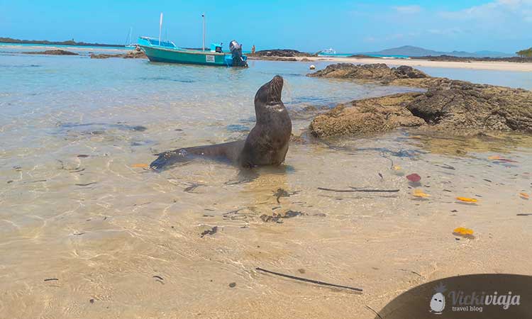 Seelöwe am Strand von Galapagos