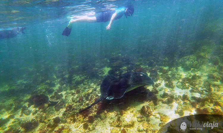 ray, snorkeling in Galapagos