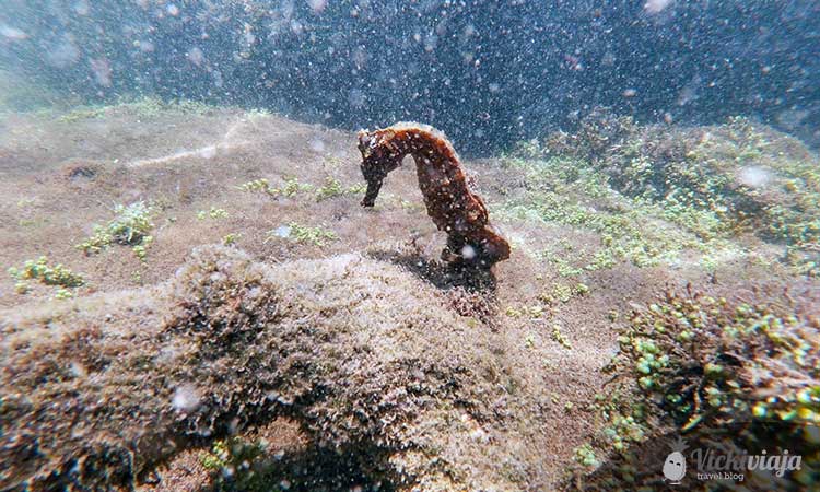 Sea horses, Galapagos, Los Tuneles