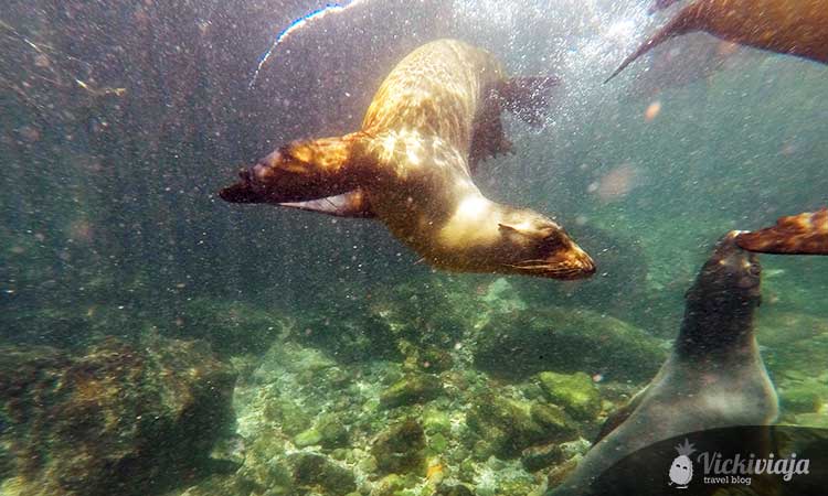 Sea lions in Pinzon, Santa Cruz