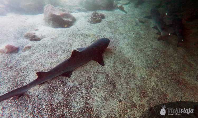 shark Galapagos-Ilands, snorkeling