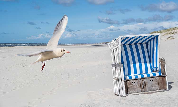 North beach, Norderney, beach chair and seagull