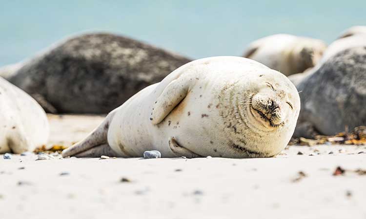sleeping seal on the south beach of Helgoland