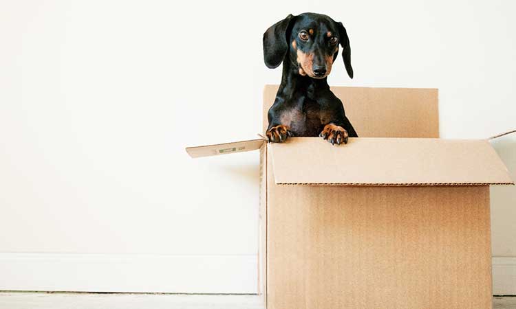 Mäbeltransport von Deutschland nach Spanien, Hund in Box