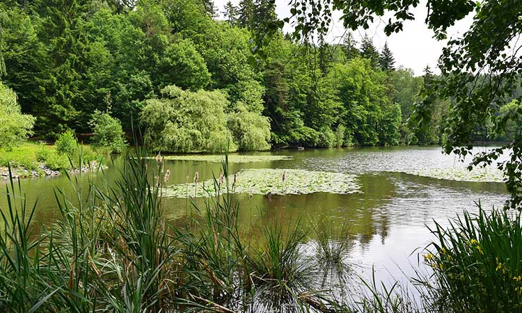 Bad Sachsa, Teich im Park