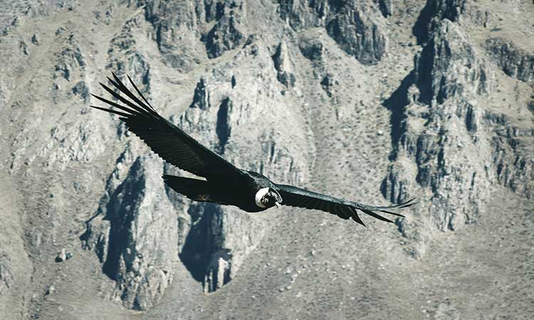 Cruz del Condor, Colca Canyon, fliegender Kondor